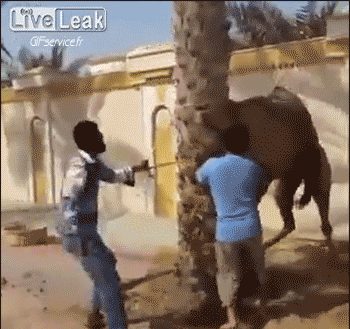 serie 01 Dromadaires Animaux Humour - Fun 