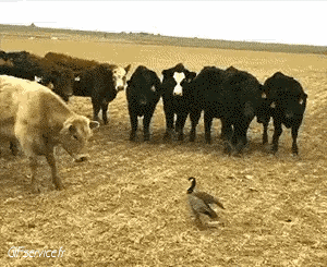 Divers 02 Oiseaux Animaux Humour - Fun 