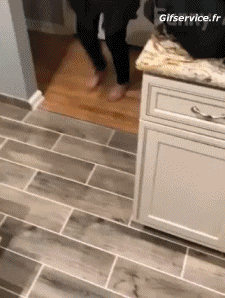 Various Birds Animals Humor -  Fun 