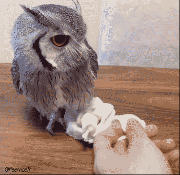 Rapaz y Nocturno Pájaros Animales Humor - Fun 