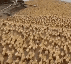 Divers 02 Oiseaux Animaux Humour - Fun 