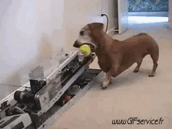 02 Dogs Animals Humor -  Fun 