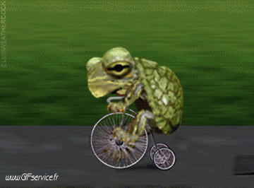 Serie 01 Tortues Animaux Humour - Fun 