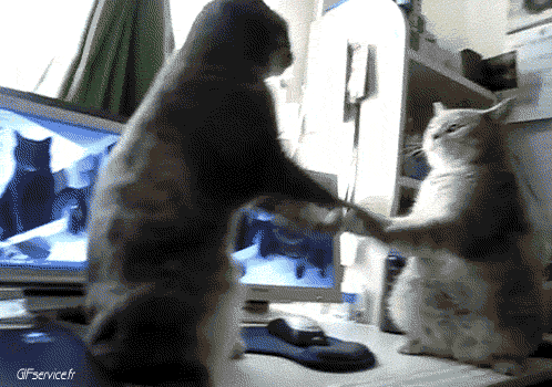 04 Katze Tiere Humor -  Fun 