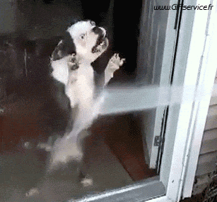 Serie 02 Chiens Animaux Humour - Fun 