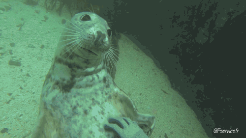 01 Seals Seelöwe Tiere Humor -  Fun 
