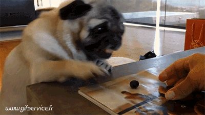 03 Hunde Tiere Humor -  Fun 