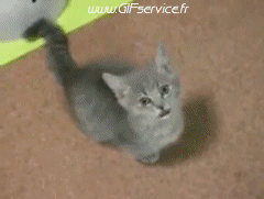 Serie 03 Chats Animaux Humour - Fun 