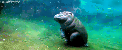 01 Hippopotamus Animals Humor -  Fun 