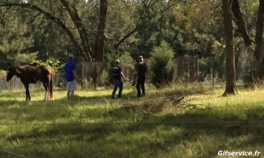 Serie 01 Anes Animaux Humour - Fun 