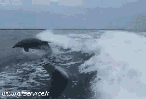 01 Dolphins Animals Humor -  Fun 