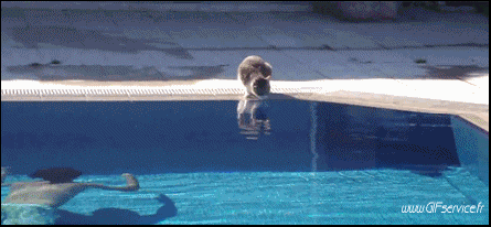 02 Gatos Animales Humor - Fun 