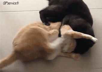 05 Gatti Animali Umorismo -  Fun 