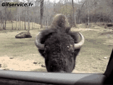 01 Bisonti Animali Umorismo -  Fun 