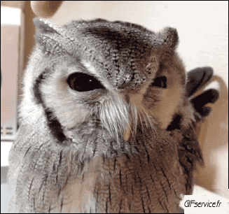 Rapaz y Nocturno Pájaros Animales Humor - Fun 