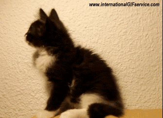 Serie 01 Chats Animaux Humour - Fun 