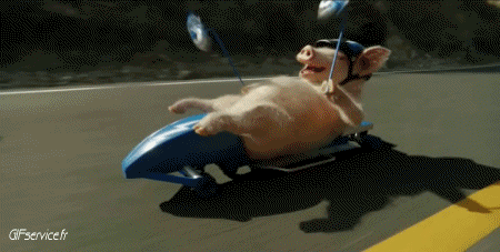 01 Cerdos - Jabalíes Animales Humor - Fun 