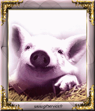 01 Cerdos - Jabalíes Animales Humor - Fun 