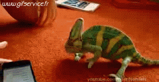 01 Chameleon Tiere Humor -  Fun 