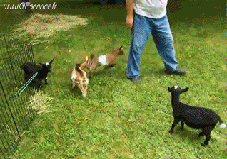 01 Capre - Pizzetto Animali Umorismo -  Fun 