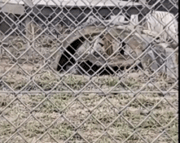 01 Tigers Animals Humor -  Fun 