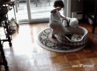 02 Dogs Animals Humor -  Fun 