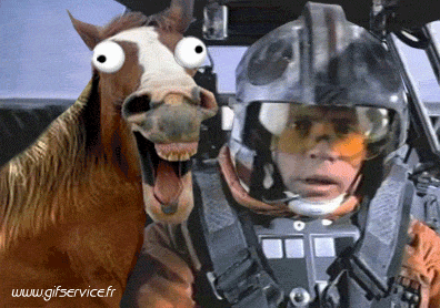 01 Pferde Tiere Humor -  Fun 