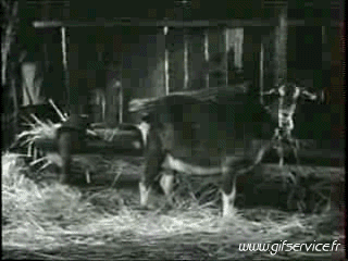 03 Hunde Tiere Humor -  Fun 