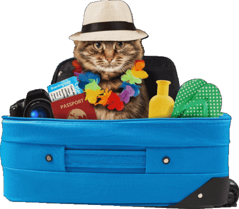 12 Fond Transparent Felices Vacaciones Espagnol Messages 