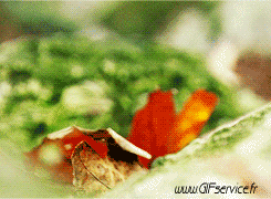 01 Squirrels Animals Humor -  Fun 