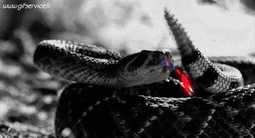 Serie 01 Serpents Animaux Humour - Fun 