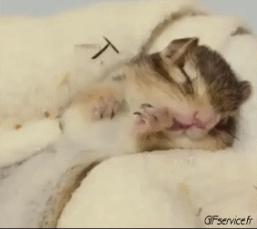 01 Ardillas Animales Humor - Fun 