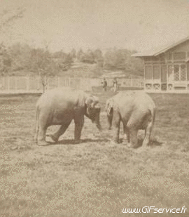 Stéreoscopique Wiggle 3d Effects Humor -  Fun 