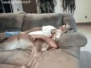 01 Burros Animales Humor - Fun 