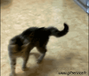 03 Katze Tiere Humor -  Fun 