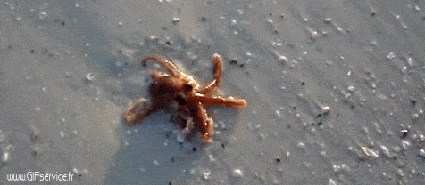 01 Pulpo Animales Humor - Fun 