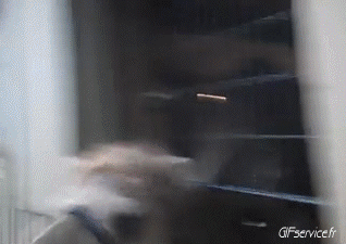 01 Kamele Tiere Humor -  Fun 