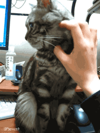 Serie 04 Chats Animaux Humour - Fun 