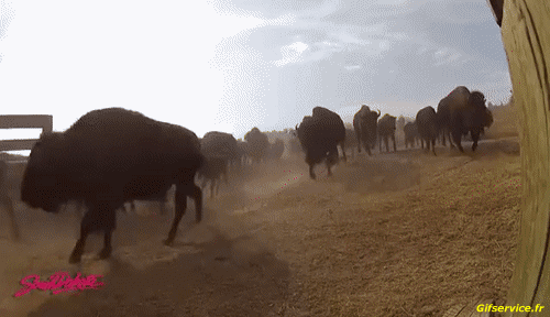 01 Bisons Tiere Humor -  Fun 