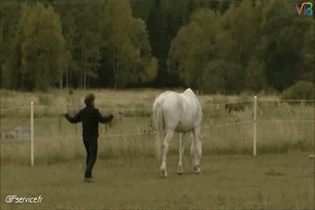 01 Pferde Tiere Humor -  Fun 