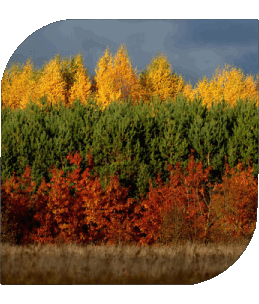 Quadrato Lituania Europa Bandiere 