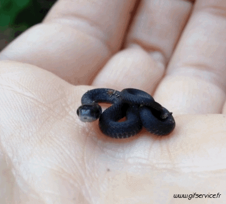 01 Snakes Animals Humor -  Fun 