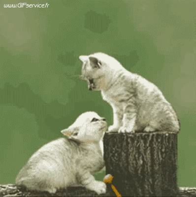 Serie 02 Chats Animaux Humour - Fun 