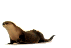 01 Otters Tiere Humor -  Fun 