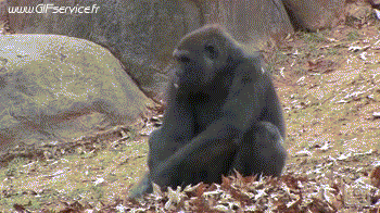 01 Monos Animales Humor - Fun 