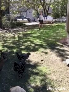 Hähne - Hühner Geflügel Tiere Humor -  Fun 