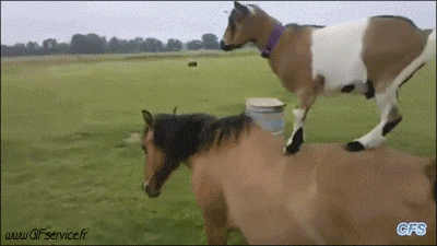 01 Cabras - Perilla Animales Humor - Fun 