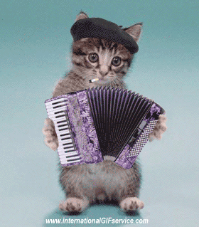 01 Gatti Animali Umorismo -  Fun 