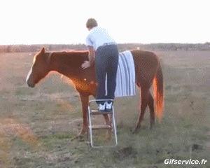 Serie 02 Caballos Animales Humor - Fun 