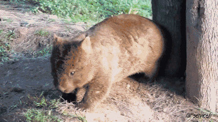 01 Wombat Tiere Humor -  Fun 